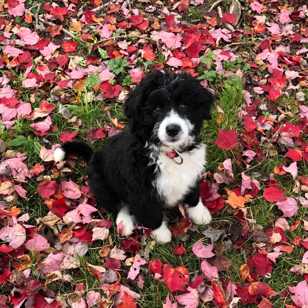 Meet your Posher, Robin